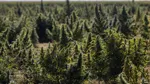 Doi fermieri, ruinați de poliția spaniolă după ce au confundat cânepa cu marijuana. Au dat statul în judecată