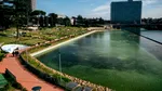 Crapii dintr-un lac celebru din Roma, în pericol de dispariție. Exemplarele valoroase costă mii de euro