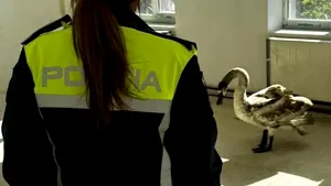 Lebădă rănită, salvată de poliţiştii din judeţul Iaşi