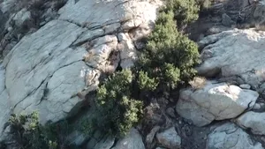 Cel mai bătrân copac de pe planetă, un stejar vechi de 13.000 de ani, s-a „clonat” singur