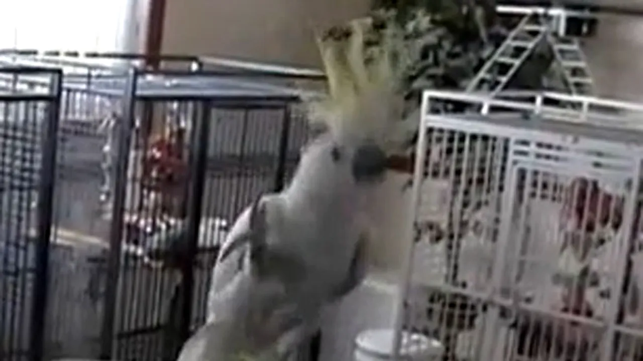 Snowball, papagalul dansator. Cum i-a uimit pe cercetători - VIDEO