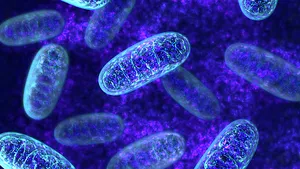 Studiu: Mitocondriile celulelor ajută sistemul imunitar să identifice bacteriile