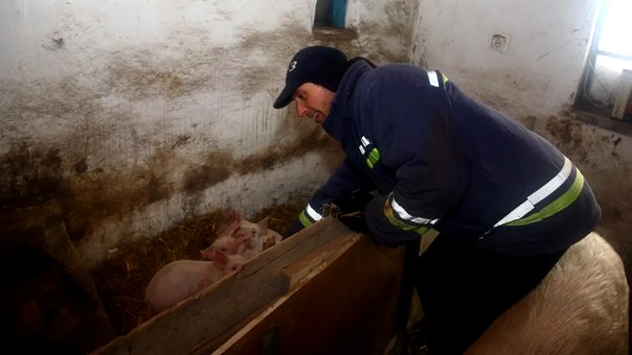 REPORTAJ: De teamă să nu îi moară animalele, un localnic din Buzău a luat porcii în casă - GALERIE FOTO