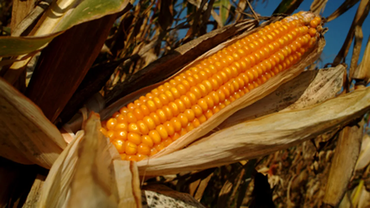 România, al treilea mare cultivator de porumb modificat genetic din UE