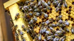 Sprijin dat apicultorilor: 15 euro pentru fiecare familie de albine înregistrată