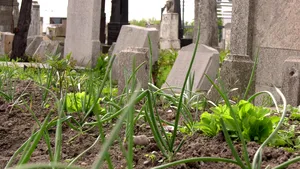 Situaţie de „Absurdistan” într-un oraş din România: ceapă cultivată în cimitir, printre morminte