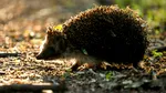 Arici, salvat din flăcări de un pompier. A fost botezat Sonic