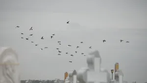 O femeie din judeţul Timiş, obligată să plătească familiei fiului său daune pentru inscripţia de pe mormânt