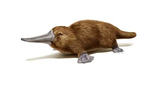 O nouă specie originară din Australia urmează să fie pe cale de dispariţie