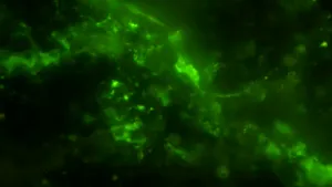 Microbi găsiţi vii, sigilaţi într-o rocă timp de 2 miliarde de ani