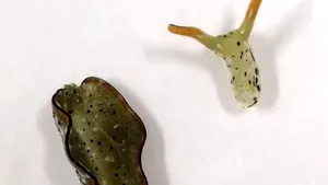 VIDEO „Miracolele” naturii. Melcii care se auto-decapitează şi îşi regenerează corpul, cu toate organele vitale