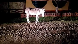 Apel pe Facebook pentru salvarea unui măgar alungat de un bărbat din Argeş. FOTO
