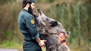 SOCIAL O unitate de elită a adoptat un porc mistreț. „Iratxo face și el parte din Guardia Civil”