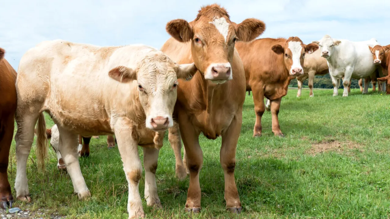 Fermierii, la control din februarie. Acordul Mercosur crește concurența