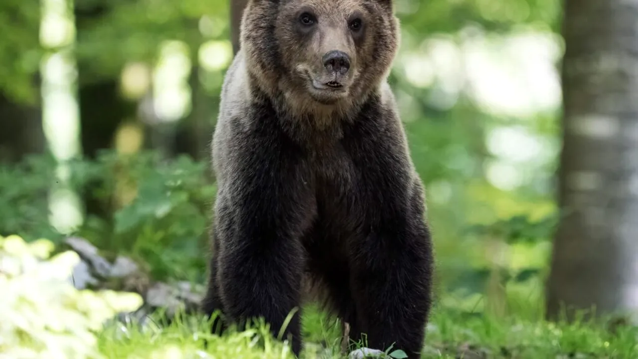 Animalele sălbatice se adaptează la viața din oraș în moduri surprinzătoare