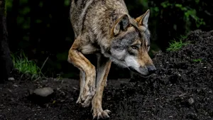 Hibrizi de câini vagabonzi și lupi himalayeni: o specie rară care bagă oamenii în sperieți