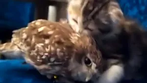 Prietenia neobişnuită dintre o bufniţă şi un pisoi - VIDEO