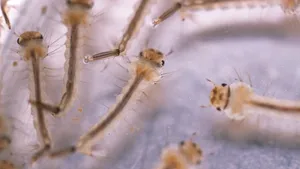 Singapore este pe cale să se confrunte cu cel mai grav focar de dengue din istorie/  1.468 de cazuri în ultima săptămână