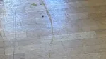 Invazie de ploșnițe și temeri privind lipsa căldurii la Universitatea de Arhitectură „Ion Mincu”