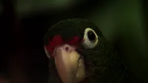 COMENTARIU Lelia Munteanu. O manea livrescă despre cum să ne ucidem duşmanii

