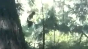 Bigfoot, filmat pentru prima dată? - VIDEO