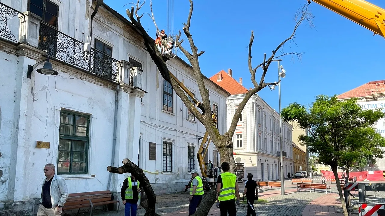 Stejarul plantat de Regele Ferdinand în Timişoara va fi tăiat. Fritz: Nu mai putea fi salvat