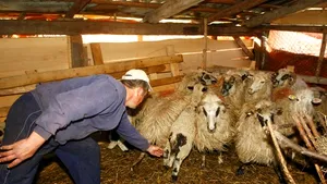 Preţul cărnii de miel va creşte în acest an, susţin crescătorii de ovine