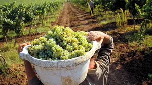 CULESUL VIEI 2017 | Forţa de muncă, tot mai scumpă şi mai greu de găsit. În Moldova, zilierii sunt recrutaţi inclusiv prin reţelele de socializare