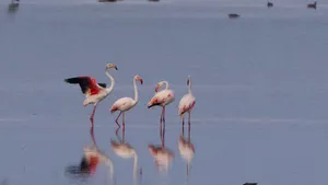 Gripa aviară ucide sute de păsări flamingo în Argentina