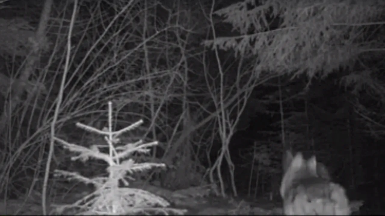 Doi lupi, filmaţi în sălbăticie - VIDEO