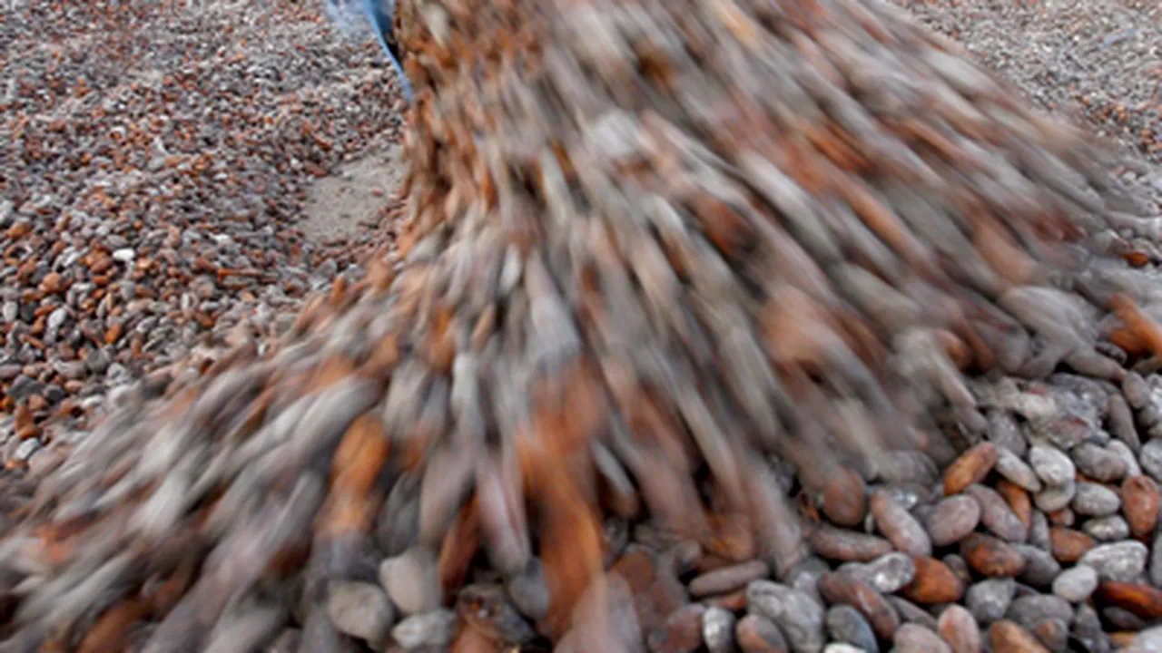 Boabele de cacao, folositoare împotriva hipertensiunii arteriale