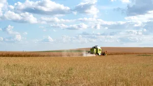 Aurul galben al agriculturii românești. România devine esențială pentru piața europeană a rapiței