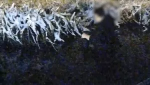 Un bărbat urmărit de o haită de câini a căzut într-un lac din Craiova, unde a rămas blocat în nămol