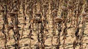 Cei mai calzi 11 ani din istorie, confirmați oficial. Ce urmează pentru planeta care nu mai poate răci