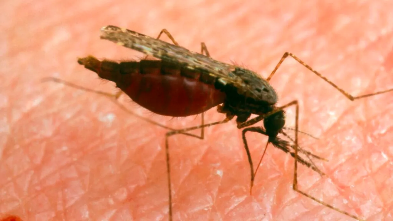 O epidemie cu simptome similare gripei se răspândește rapid pe insula Reunion din Oceanul Indian