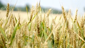 Comisia Europeană cere Poloniei, Ungariei și Slovaciei să ridice restricțiile pentru importurile agricole din Ucraina