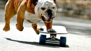 Tillman, câinele celebru care făcea skateboard şi surfing, a murit la vârsta de 10 ani -VIDEO