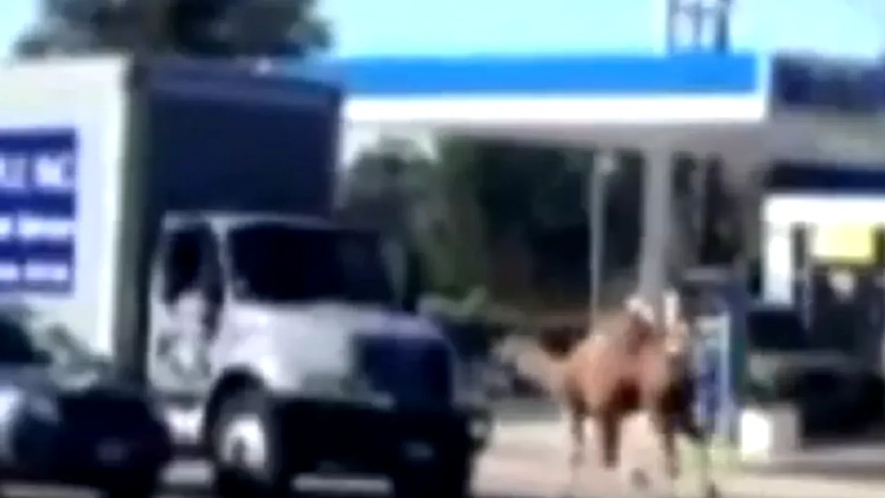 O cămilă a creat haos pe străzile din Los Angeles - VIDEO