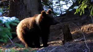 Un urs a intrat în ultimele patru nopţi în şase case de vacanţă, în Harghita. A băut dintr-o sticlă de afinată, a mâncat afinele, apoi a adormit sub primul molid în pădure