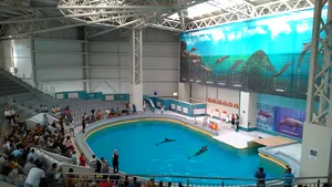 Delfinii Ni Ni şi Chen Chen, vedetele Delfinariului din Constanţa, au fost mutaţi în casă nouă. FOTO, VIDEO