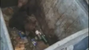 VIDEO Doi pui de urs, captivi într-un tomberon, au fost eliberaţi de jandarmi în Poiana Braşov