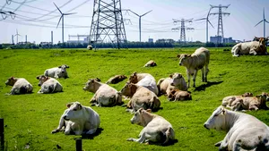 Lovitură pentru fermieri. O ţară europeană îi va taxa drastic pe crescătorii de bovine pentru emisiile de dioxid de carbon
