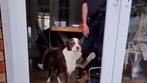 Un câine simpatic oferă o lecţie de viaţă oamenilor, într-un video viral pe Twitter