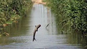 Romanian River Prut Floods Grasslands In E Romania