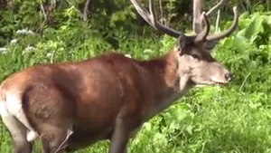 VIDEO: Imagini spectaculoase cu cerbi hrănindu-se în munţii Retezat. Frumuseţile României