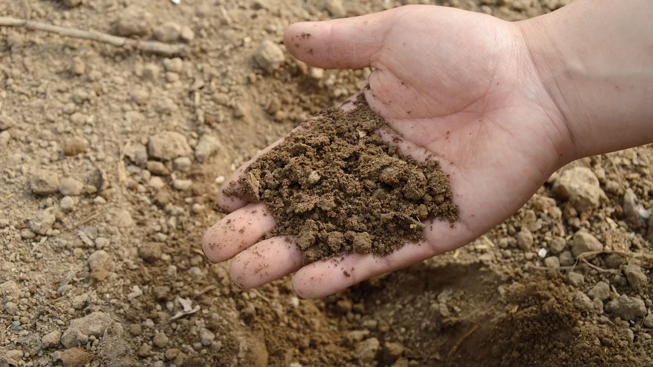 Legea care permite ca morţii să fie transformaţi în îngrăşământ. Iniţiatorii speră că pot înlocui cu succes înmormântările şi incinerările 