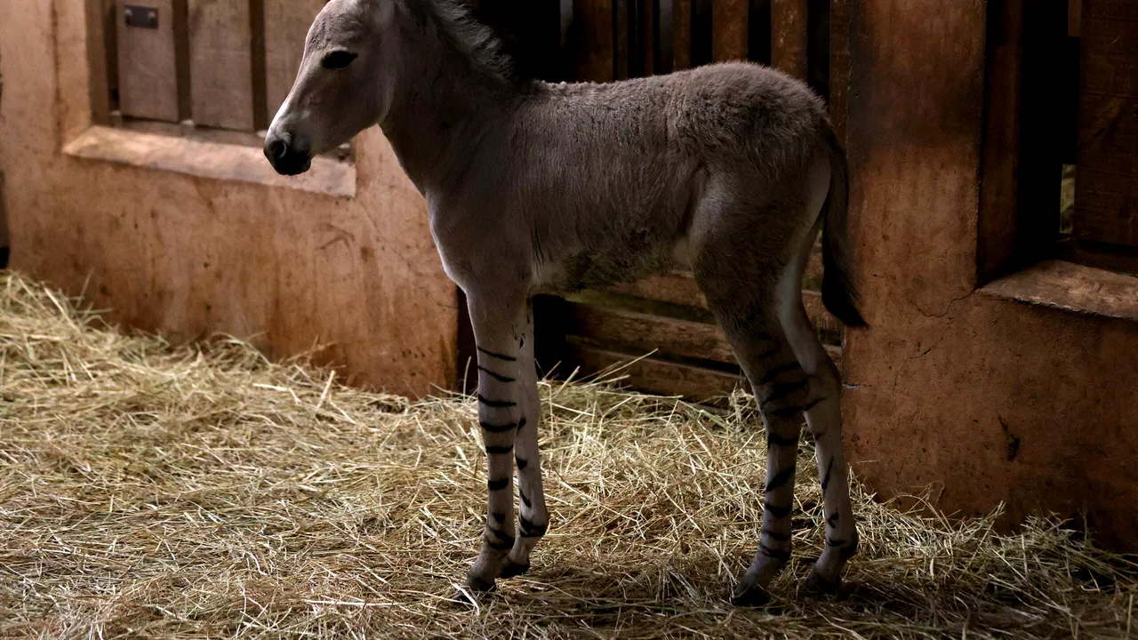 Un exemplar rar de măgar sălbatic somalez s-a născut la grădina zoologică din Chile