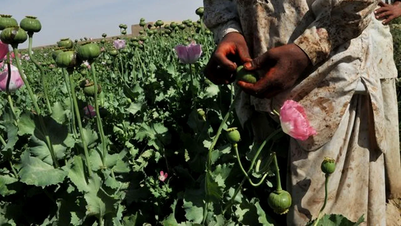 Producţia de opiu a crescut în Afganistan în 2011