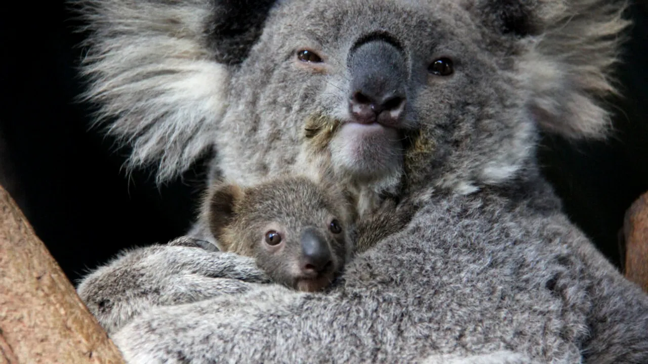 Australia: A fost aprobat primul vaccin din lume pentru a combate epidemia de chlamydia la koala