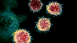 Veste uriaşă: Experţii germani au descoperit anticorpii care previn răspândirea coronaviruslui. 